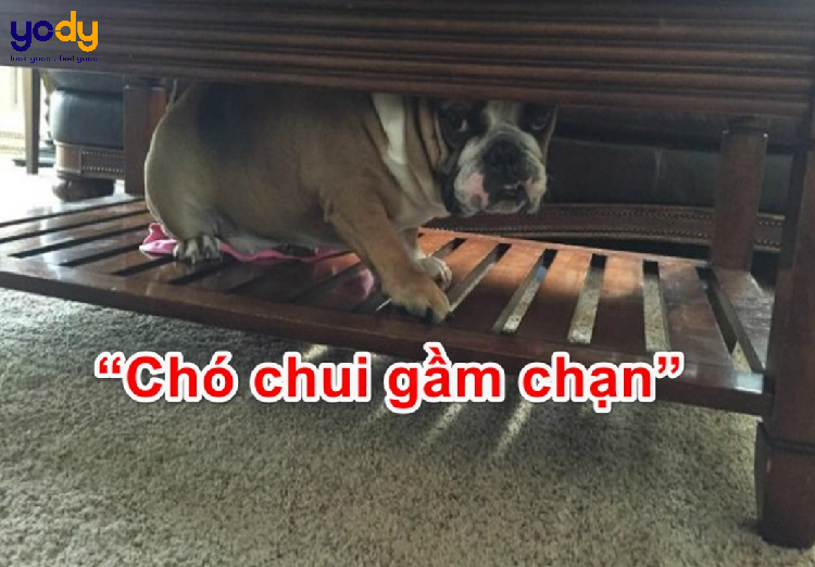 Chạn Vương Là Gì?