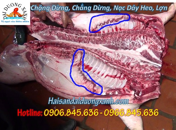 Chẳng dừng heo là bộ phận nào?