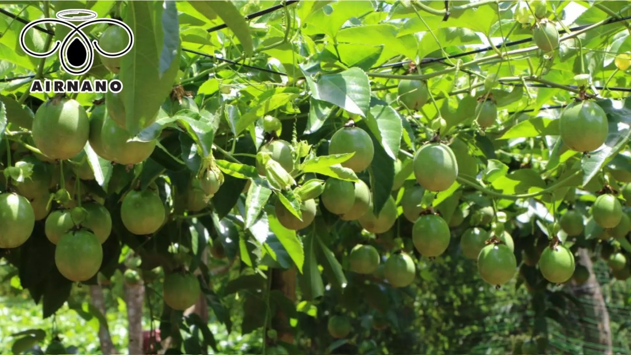 Chanh dây trồng bao lâu có trái?