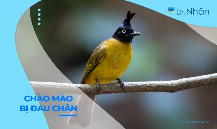 Chào mào bị đau chân