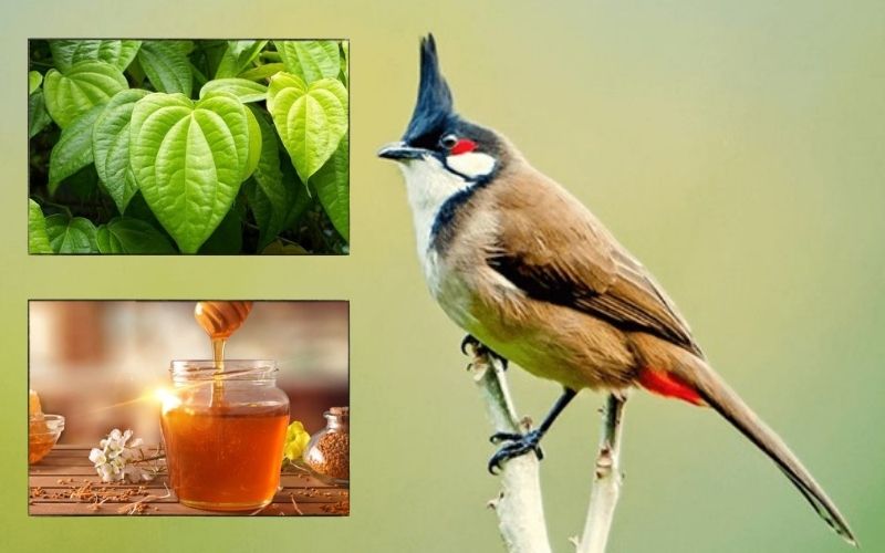 Chào Mào Bị Ho Mãn Tính: Nguyên Nhân, Triệu Chứng & Cách Điều Trị