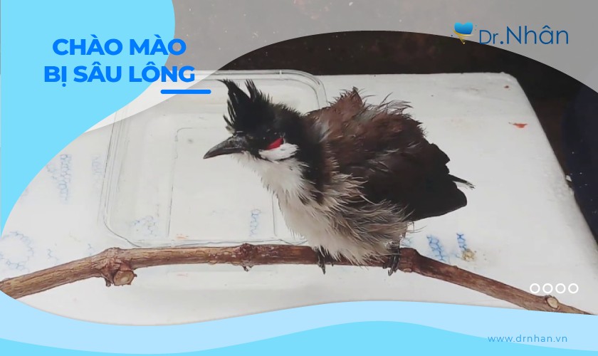 Chào Mào Bị Sâu Lông: Nguyên Nhân, Triệu Chứng & Cách Điều Trị