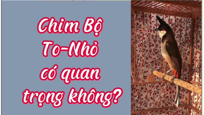 Chào Mào Bộ Nhỏ Có Chơi Được Không?