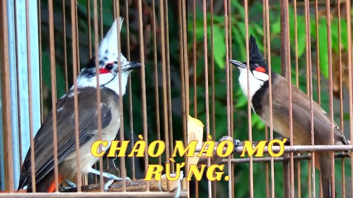Chào Mào Đầu Trắng