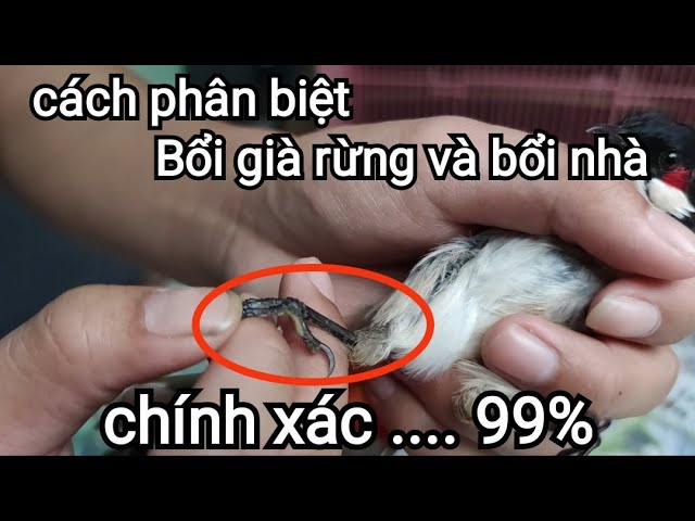 Chào Mào Già Rừng