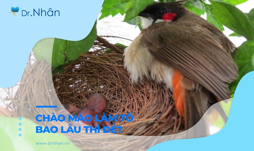 Chào Mào Làm To Bao Lâu Thì Đẻ?