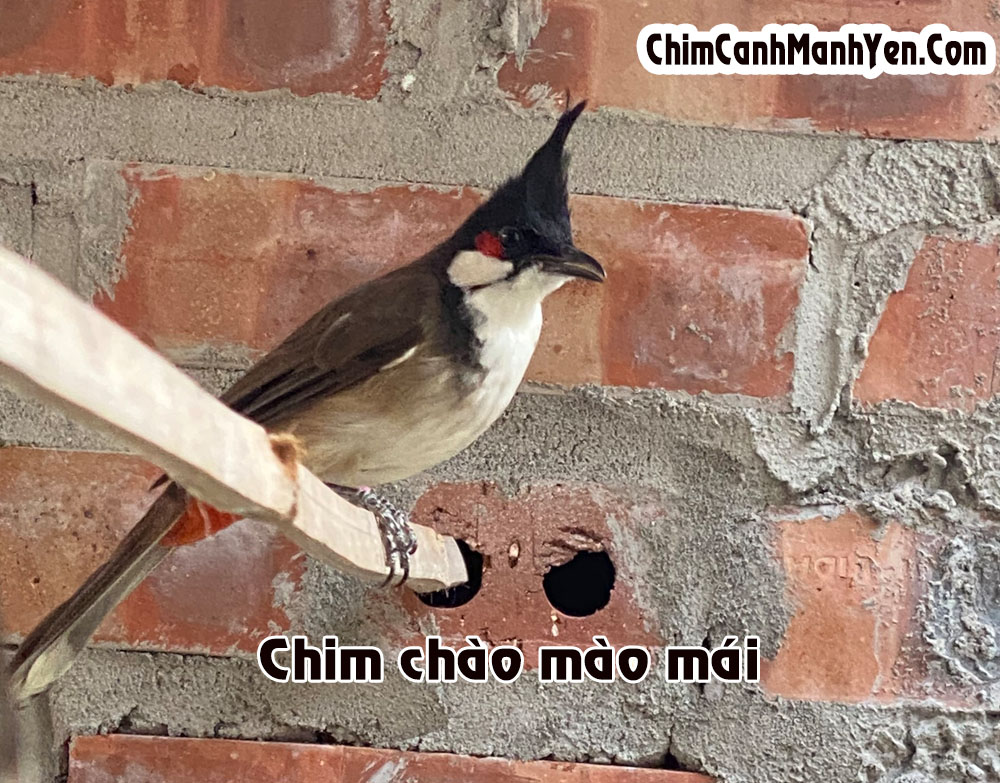 Chao Mao Mai Hot - Món Ăn Vặt Nổi Tiếng Và Cách Làm Đơn Giản