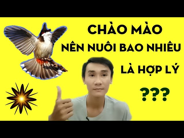 Chào Mào Nên Nuôi Mấy Con?