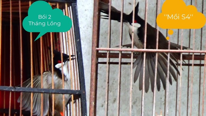 Chào Mào Quảng Nam: Đặc Điểm, Giá Cả Và Cách Nuôi