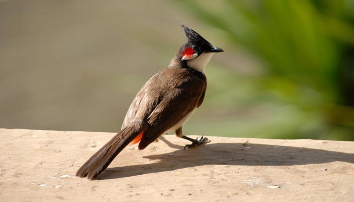 Chào Mào Quảng Trị
