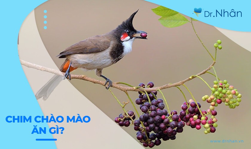 Chào Mào Thích Ăn Quả Gì Nhất?