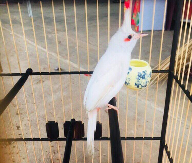 Chào Mào Trắng Giá Bao Nhiêu?