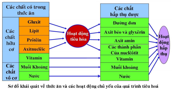 Chất nào dưới đây không bị biến đổi thành chất khác trong quá trình tiêu hóa?