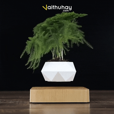 Chậu Cây Lơ Lửng: Mang Thiên Nhiên Đến Không Gian Sống Của Bạn