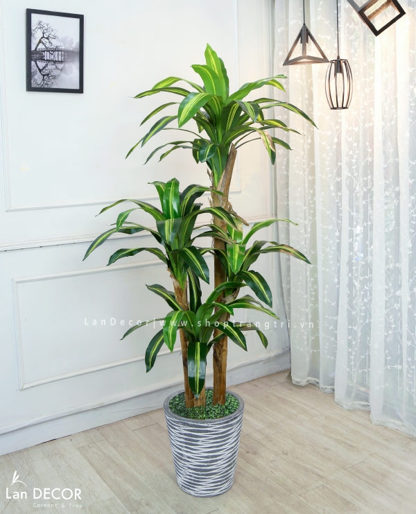 Chậu Cây Thiết Mộc Lan: Hương Thơm Quyến Rũ, Không Gian Sang Trọng