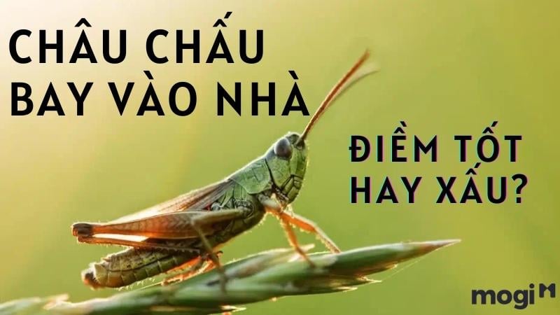 Châu Chấu Bay Vào Nhà Đêm: Điềm Báo Hay Ngẫu Nhiên?