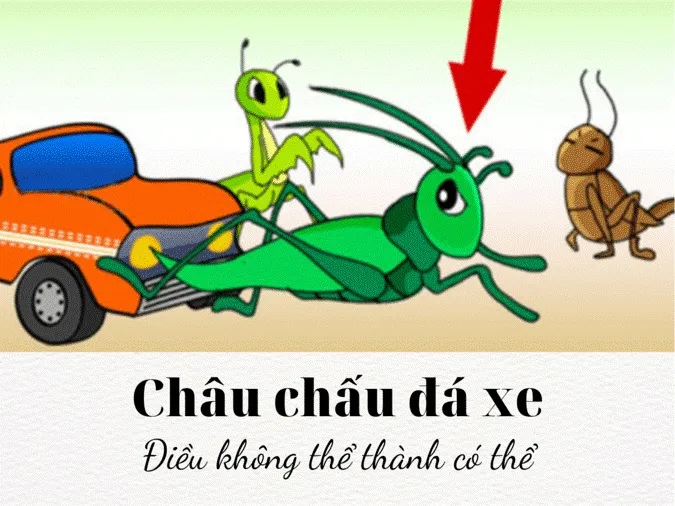Châu Chấu Đá Xe: Hiện tượng kỳ lạ hay chỉ là sự trùng hợp?