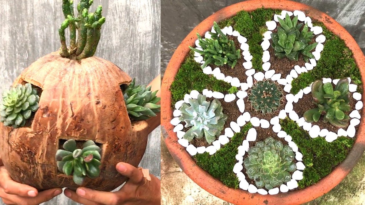 Chậu Trồng Sen Đá Độc Lạ