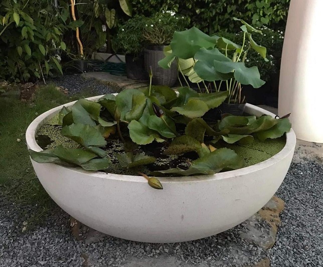 Chậu Trồng Sen Súng: Hướng Dẫn Chọn Chậu và Cách Trồng Đẹp Mắt