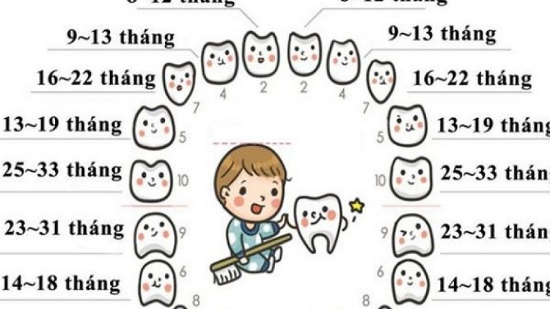Con chậm mọc răng bố mẹ dễ làm ăn Gallery 2