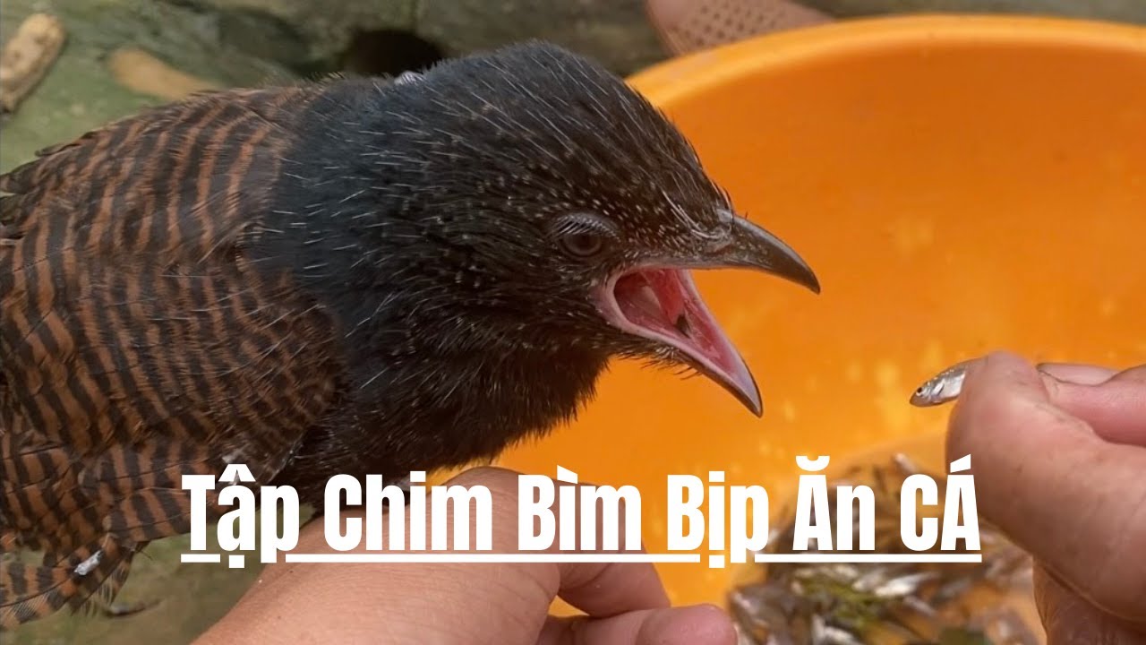 Bìm bịp con ăn gì? Gallery 1