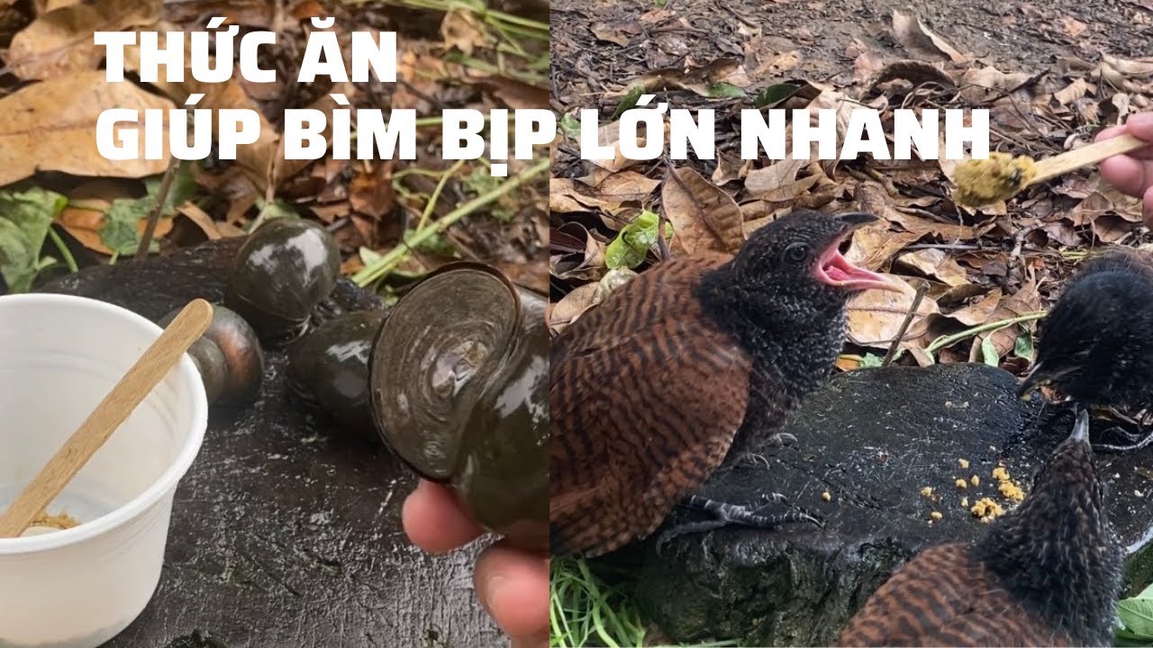 Chim Bìm Bịp Ăn Gì? Gallery 1