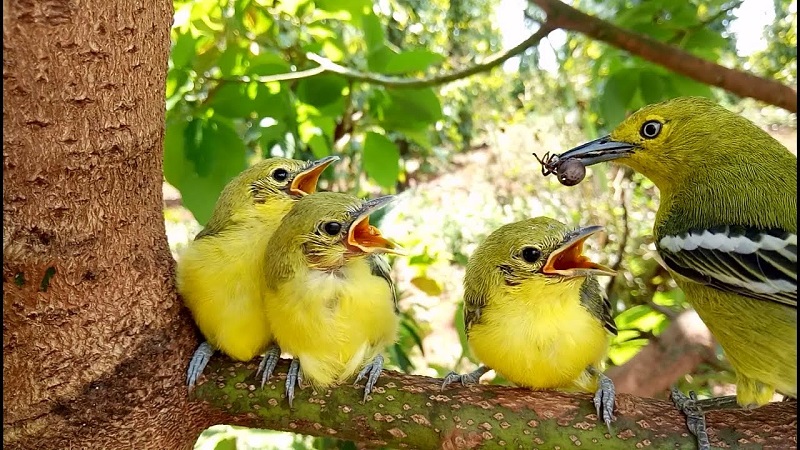 Chim Huýt Cô Ăn Gì? Gallery 1