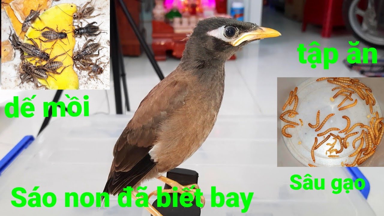 Sáo Nâu Ăn Gì? Gallery 1