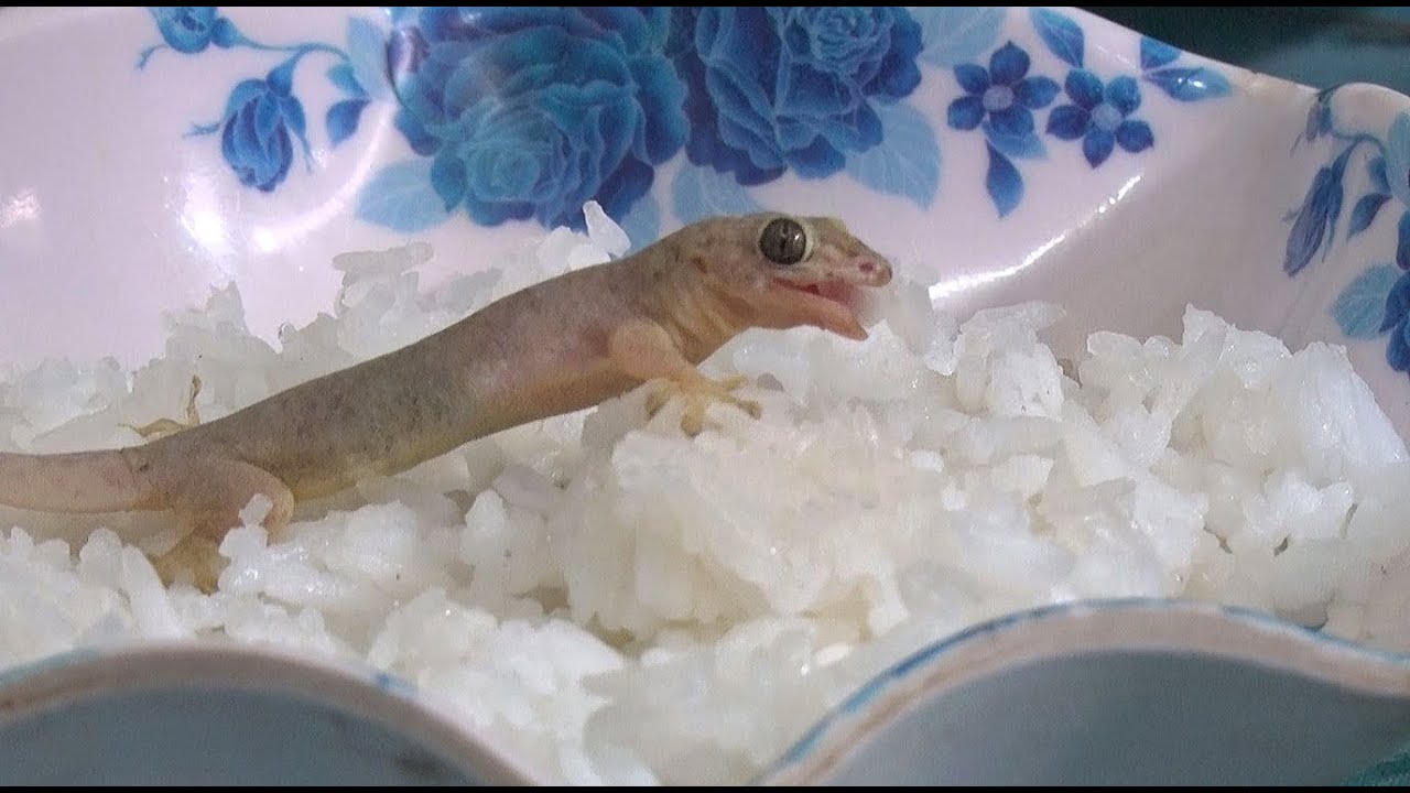 Thạch Sùng Con Ăn Gì? Gallery 1
