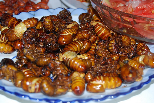 Ve sầu ăn lá gì? Gallery 1