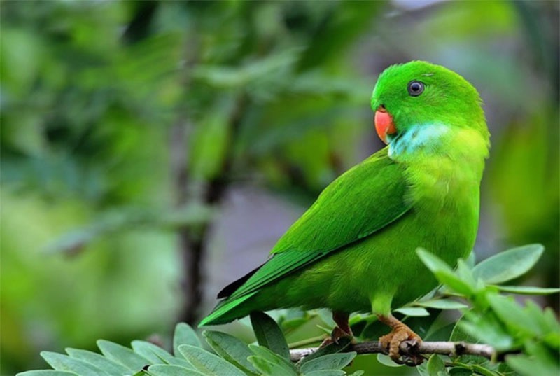 Cho Vẹt Ăn Gì Để Nhanh Biết Nói? Gallery 1