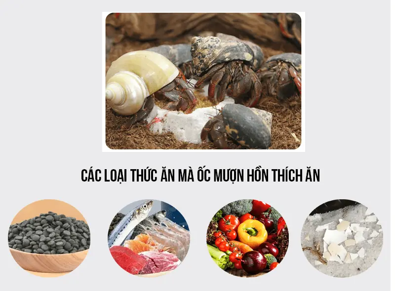 Cách Nuôi Ốc Mượn Hồn Nhỏ Gallery 2