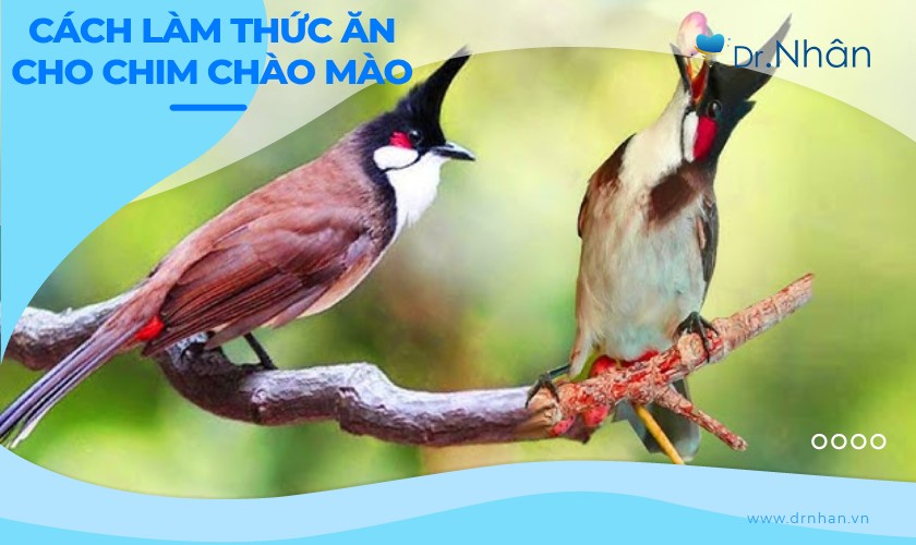 Cách Nuôi Nhiều Chào Mào Trong Nhà Gallery 2