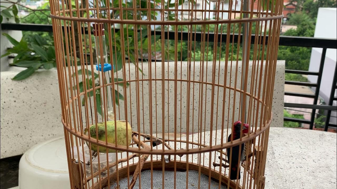 Cách Nuôi Ốc Mít Căng Lửa Gallery 2