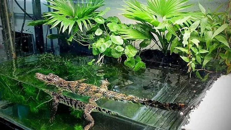 Cách Nuôi Cá Sấu Cảnh: Hướng Dẫn Chi Tiết Cho Người Mới Bắt Đầu Gallery 2