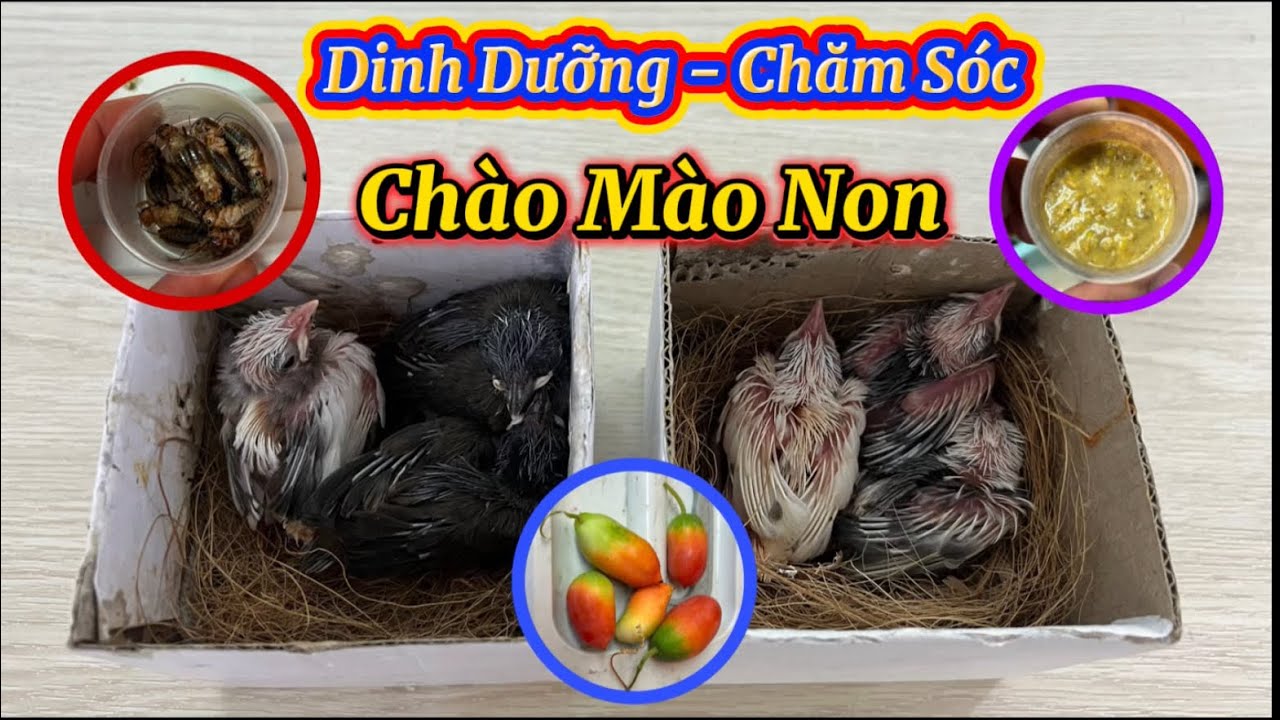 Cách Chăm Sóc Chim Chào Mào Gallery 1