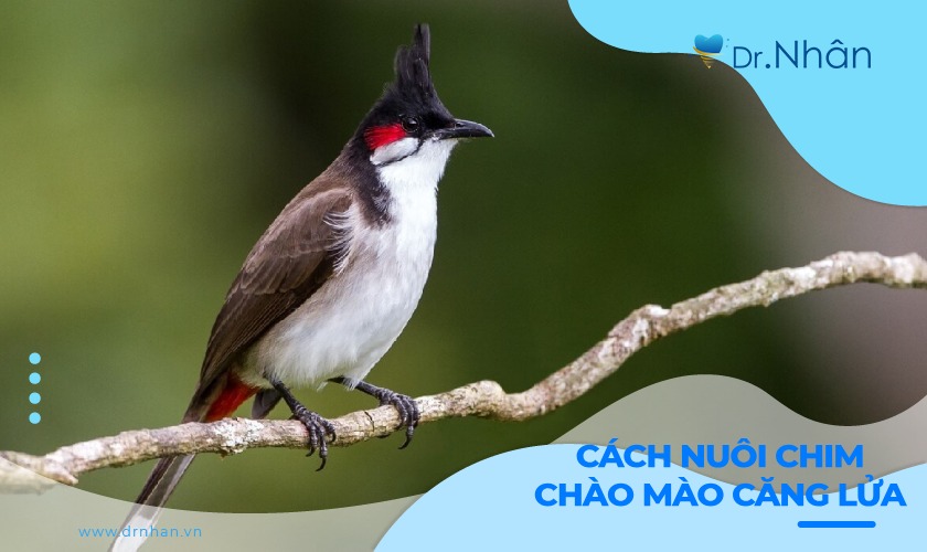 Cách Nuôi Chim Chào Mào Căng Lửa Gallery 1