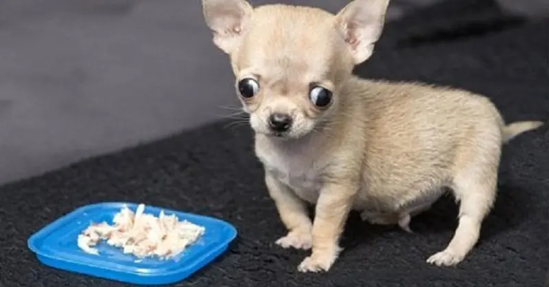 Cách Nuôi Chó Chihuahua: Hướng Dẫn Chi Tiết Từ A-Z Gallery 1