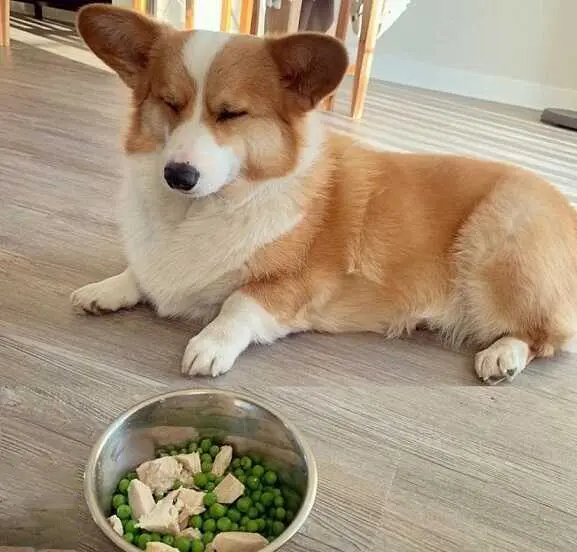Cách Nuôi Chó Corgi: Hướng Dẫn Chi Tiết Từ A Đến Z Gallery 1