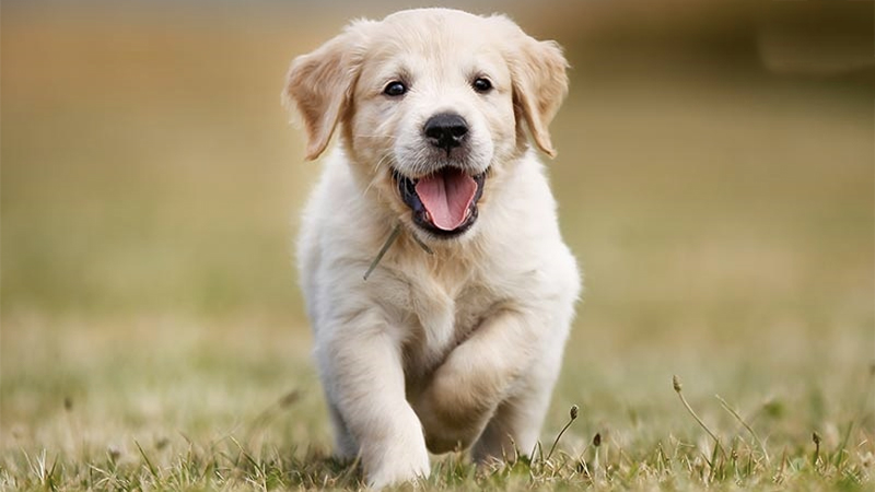 Cách Nuôi Chó Golden Retriever: Hướng Dẫn Chi Tiết Từ A-Z Gallery 1