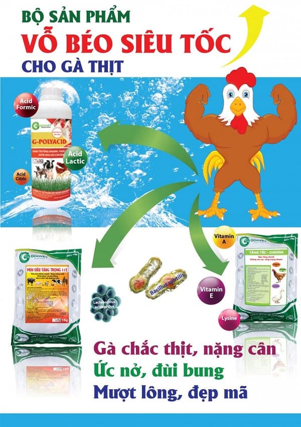 Vỗ béo cho gà hiệu quả, giúp gà nhanh chóng tăng cân Gallery 2