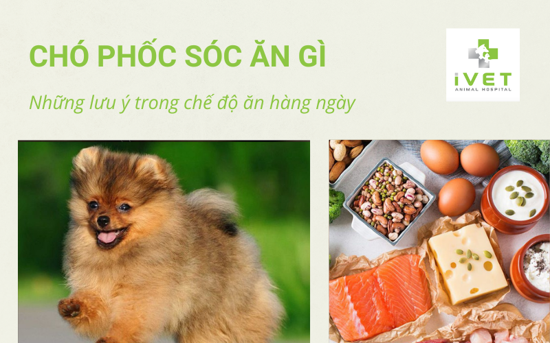 Cách Nuôi Phốc Sóc Khỏe Mạnh và Vui Tươi Gallery 1