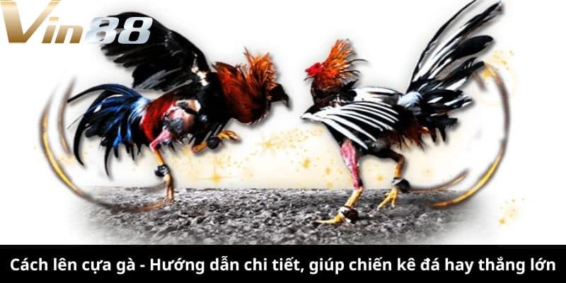 Cách Lên Cựa Gà Hiệu Quả Nhất Gallery 2