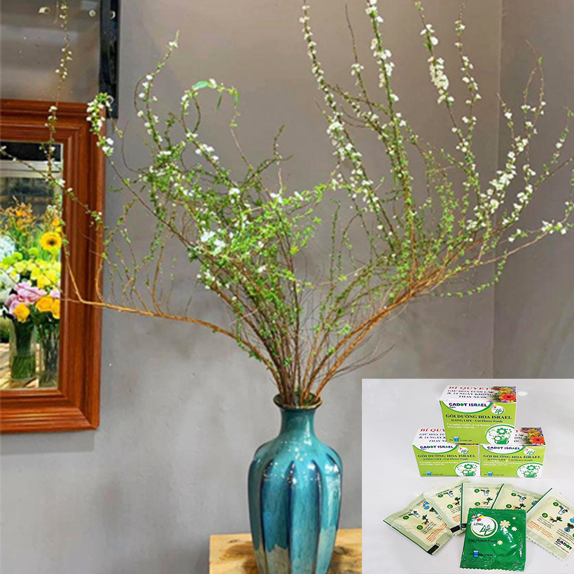 Cách để Tuyết Mai nở nhanh Gallery 2
