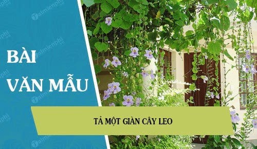 Tả Giàn Cây Leo Gallery 2