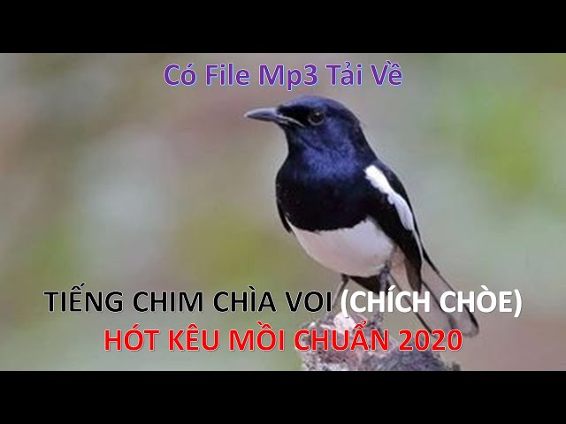 Chìa Vôi Đất Hót