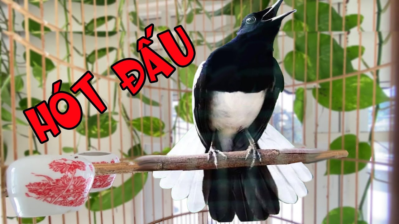 Chích Chòe Than Hót Nhiều Giọng: Bí Quyết Và Kinh Nghiệm