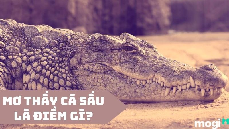 Chiêm Bao Thấy Cá Sấu: Điềm Báo Giàu Sang Hay Tai Ương?
