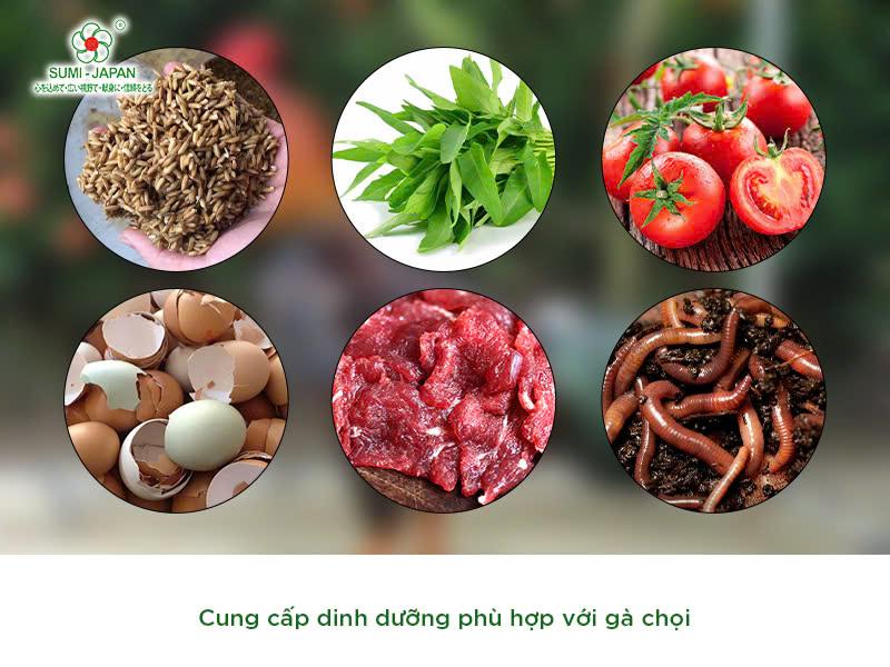Giành Ăn: Chiến Thuật Và Bí Quyết Thành Công Gallery 2
