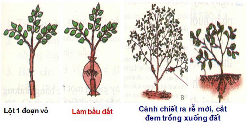 Chiết Cành Bao Lâu Thì Cắt Được? Gallery 2